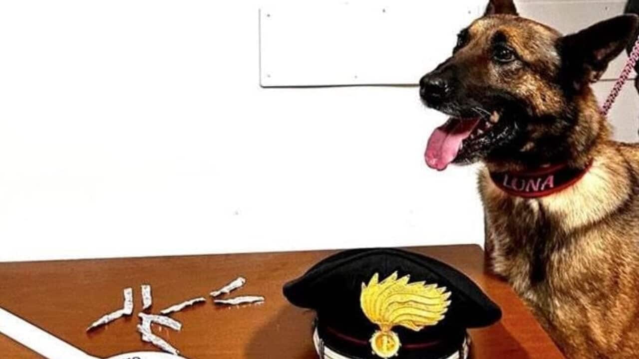 villa literno cane luna droga pacchetto sigarette arrestato