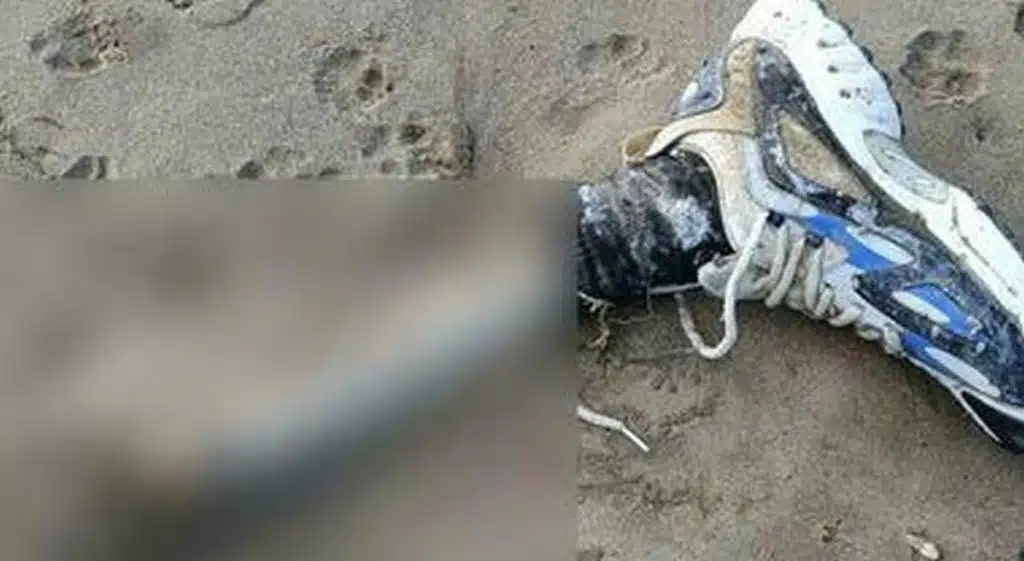 Giallo resti umani a Licinella: "Maschio bianco, morto da non più di nove mesi"