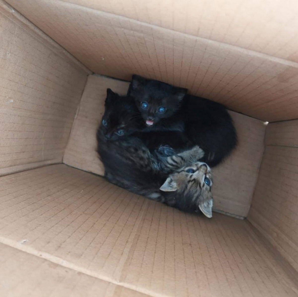 cuccioli gatto abbandonati bidone agropoli