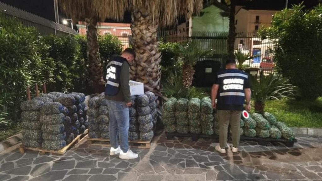 vongole granchio blu sequestro castellammare stabia