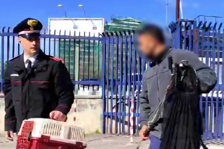 avellino-gatto-ferito-salvato-carabinieri