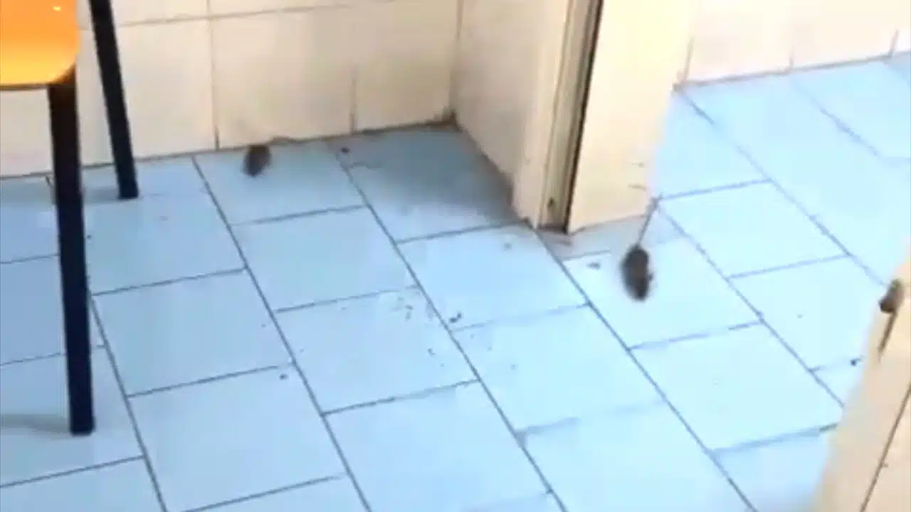 caserta topi bagni scuola denuncia alunni