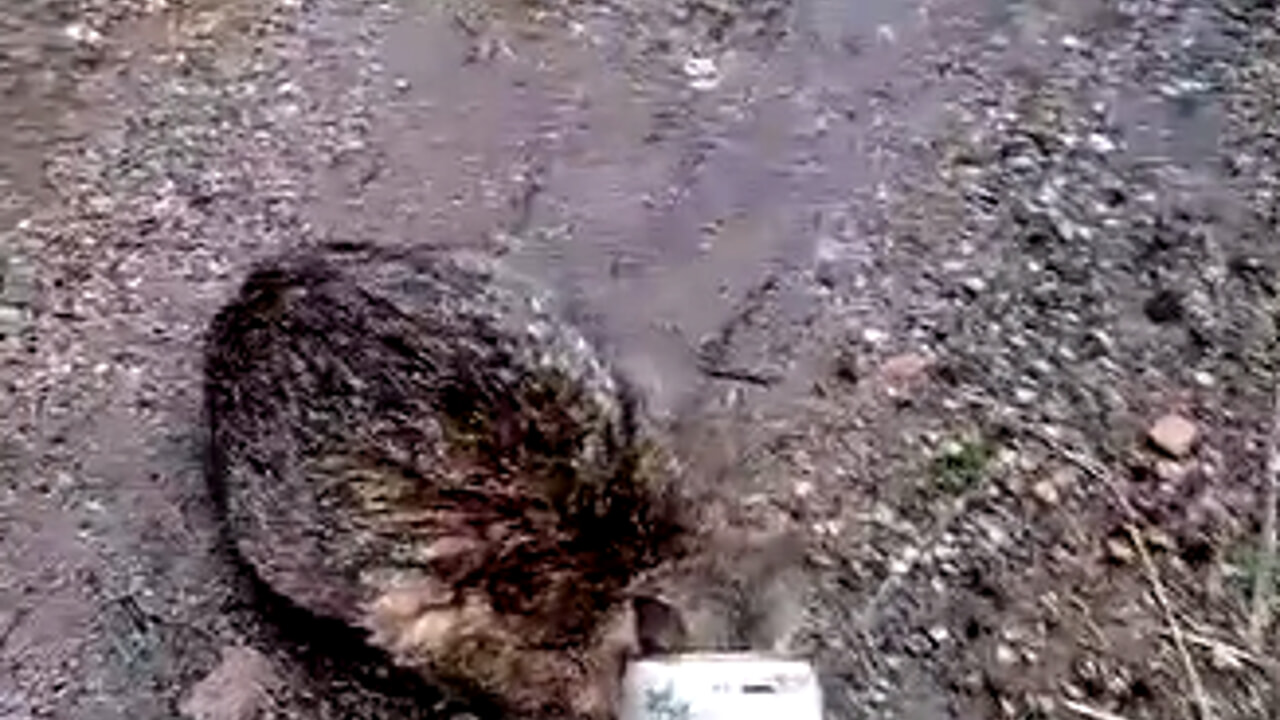 cava de tirreni gattina resta incastrata testa scatoletta