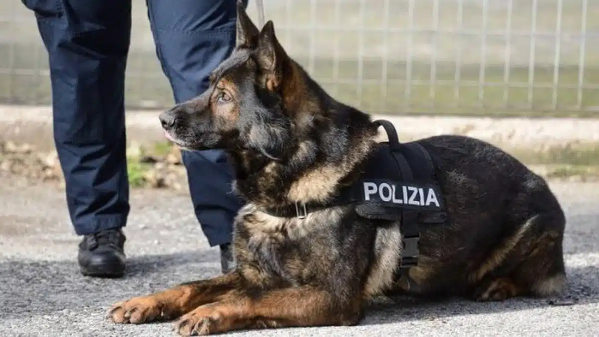 salerno-droga-carcere-marito-cane-fiuta