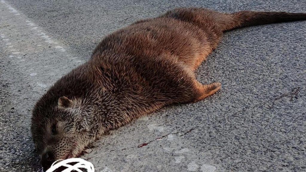 battipaglia lontra investita uccisa