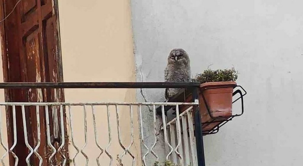 mercato san severino allocchi salvati