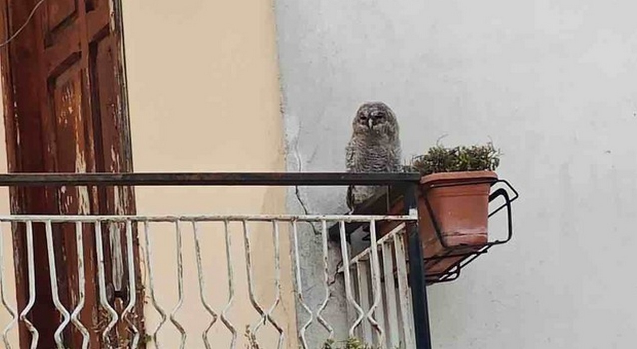 mercato san severino allocchi salvati