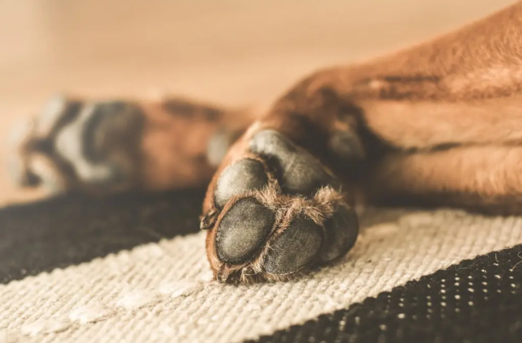 Bergamo lascia morire cane fame denunciato