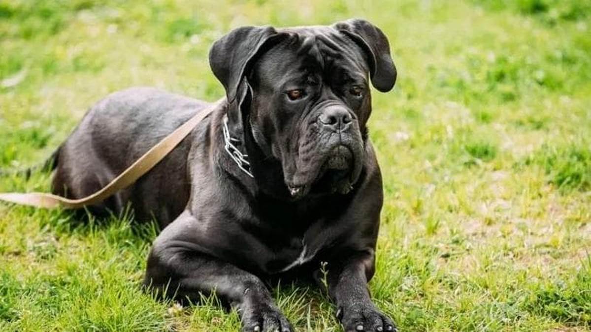 lodi bimba azzannata volto cane corso