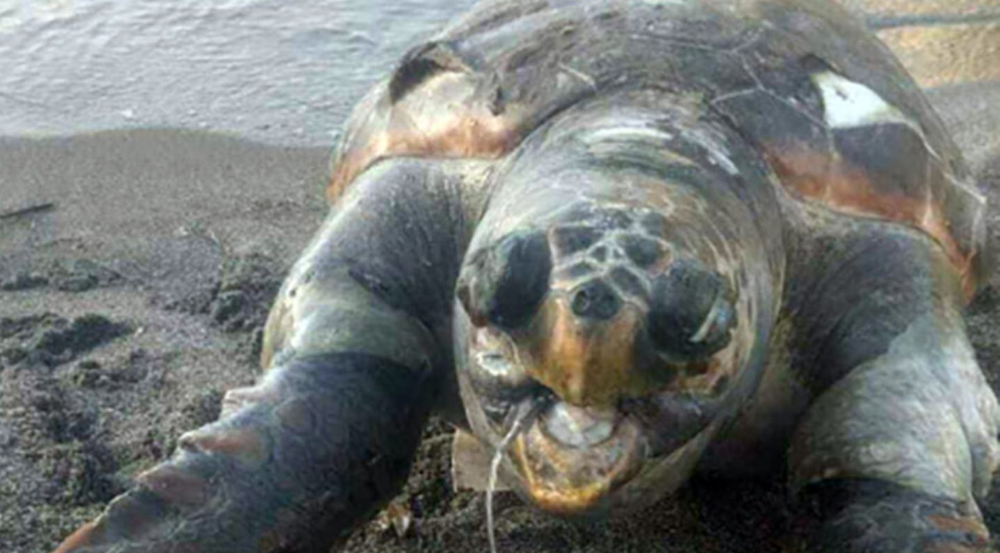 Ischia tartaruga marina morta