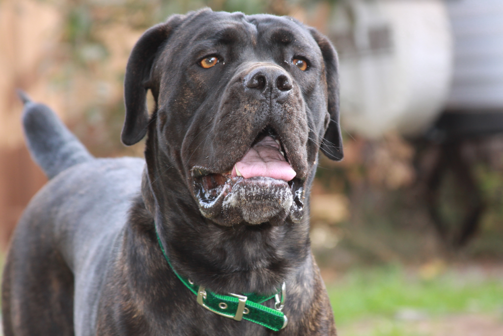 Lecce morta anziana sbranata cane