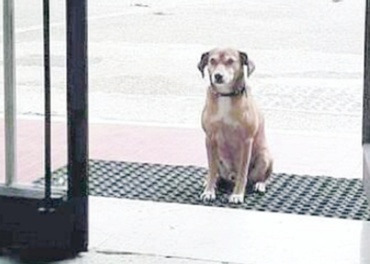 Terni cane scuola padrona esame