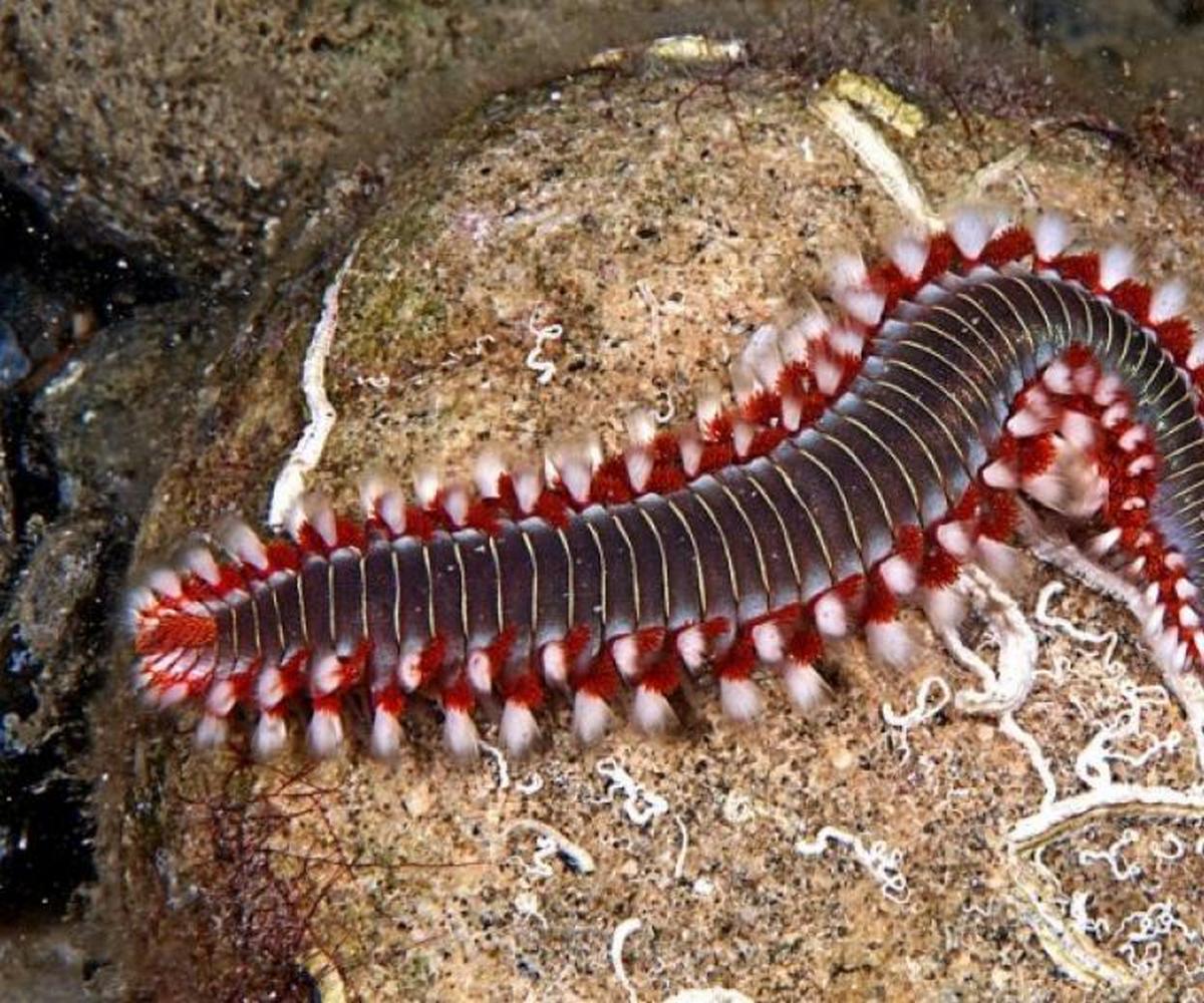 vermocane mare italia puglia sicilia cos e perche pericoloso