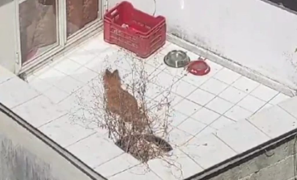 Battipaglia morti cagnolini terrazza