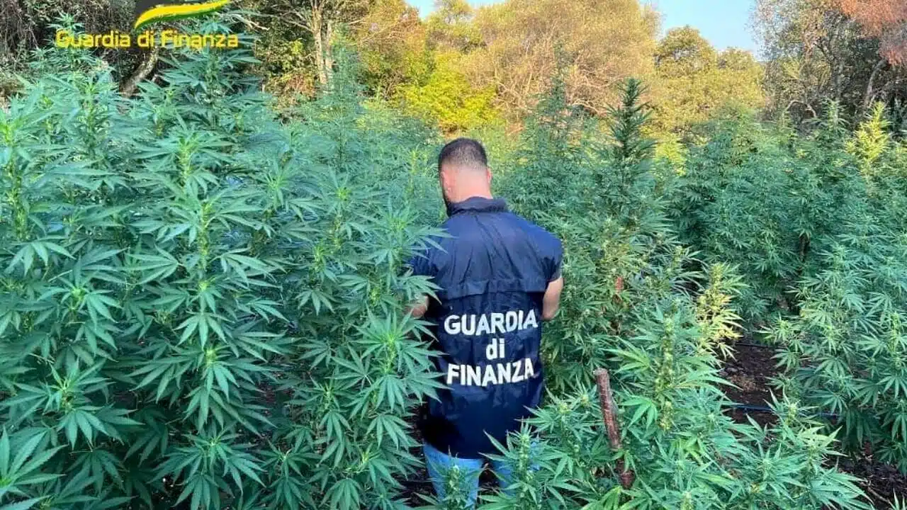 mondragone sequestro piante cannabis indica auto rubate discarica rifiuti