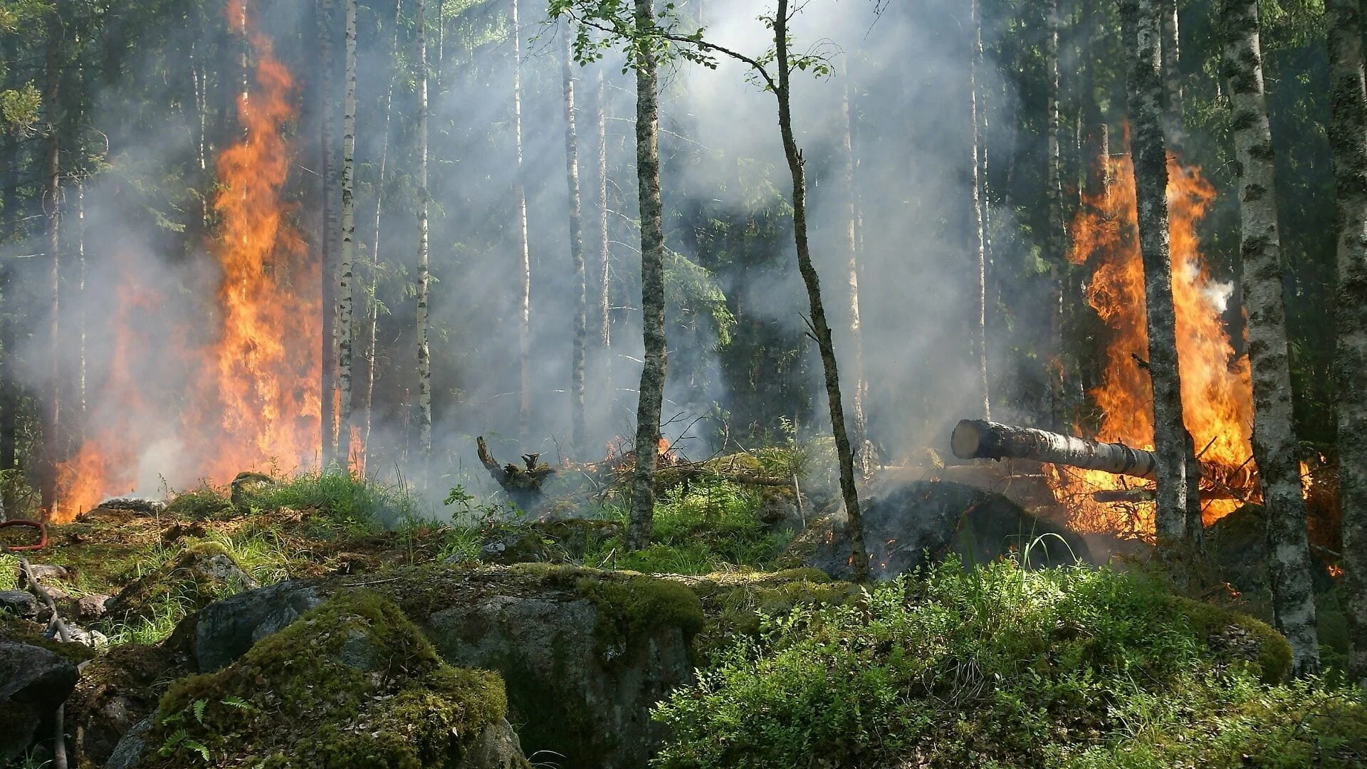 incendi italia interventi aerei