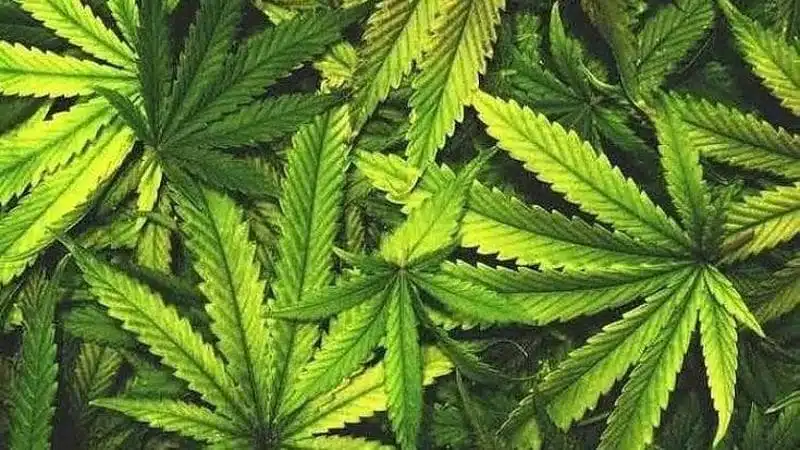 neonato ospedale intossicazione cannabis palermo indagini
