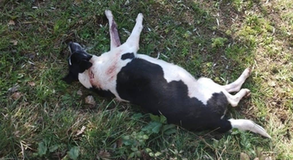 solopaca cani uccisi colpi fucile
