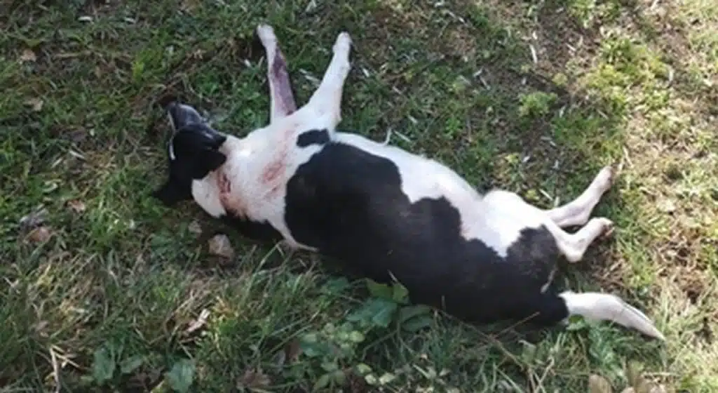 solopaca cani uccisi colpi fucile