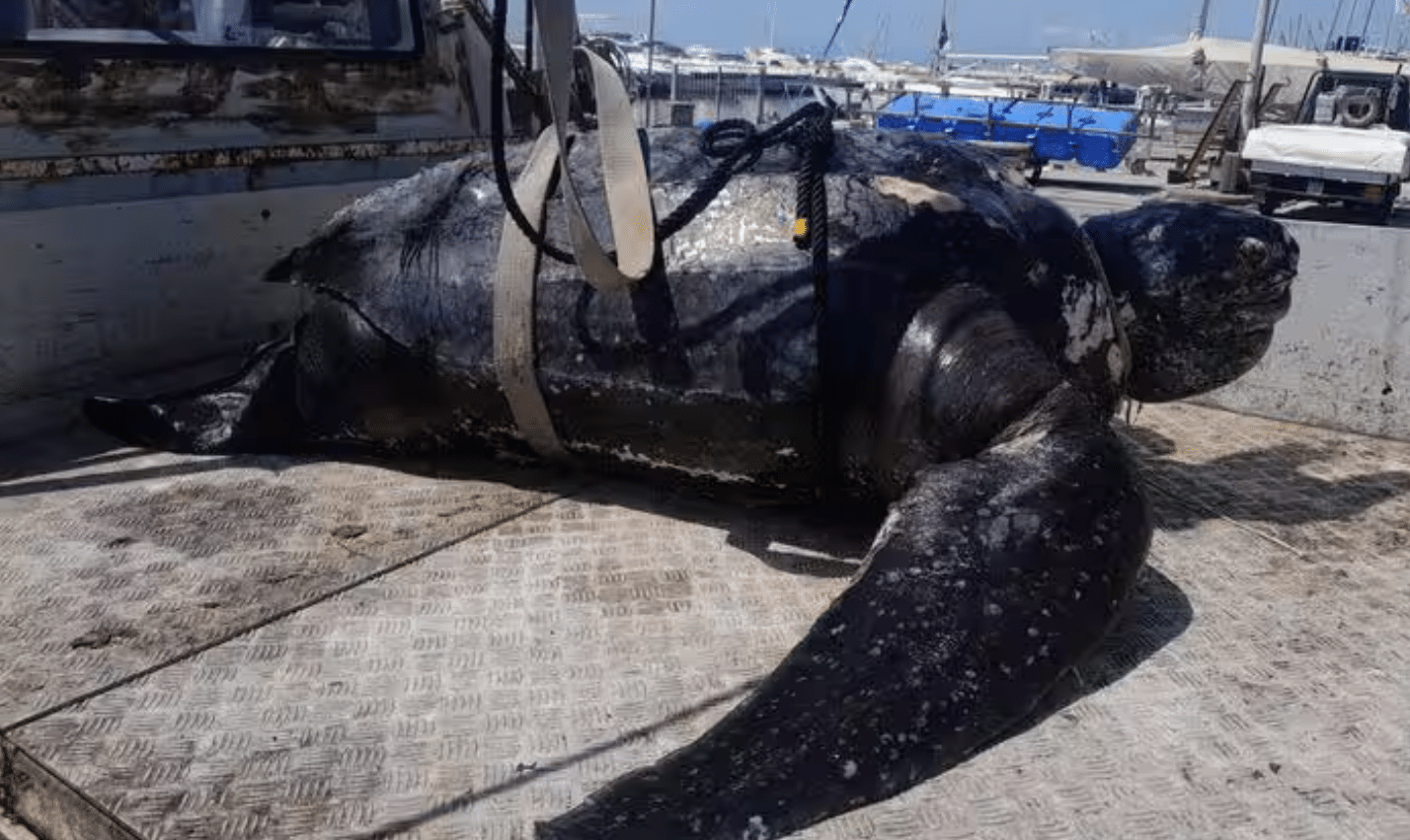 Viareggio tartaruga morta agganciata cima