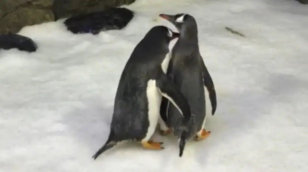 Morto pinguini gay Sydney
