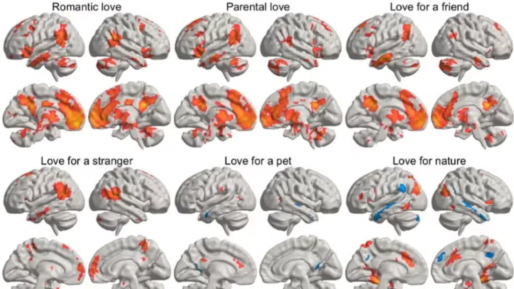 Così l’amore accende il cervello