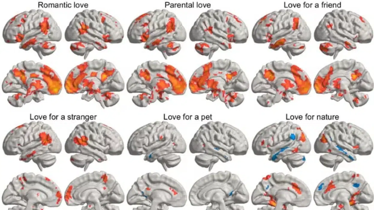 Così l’amore accende il cervello