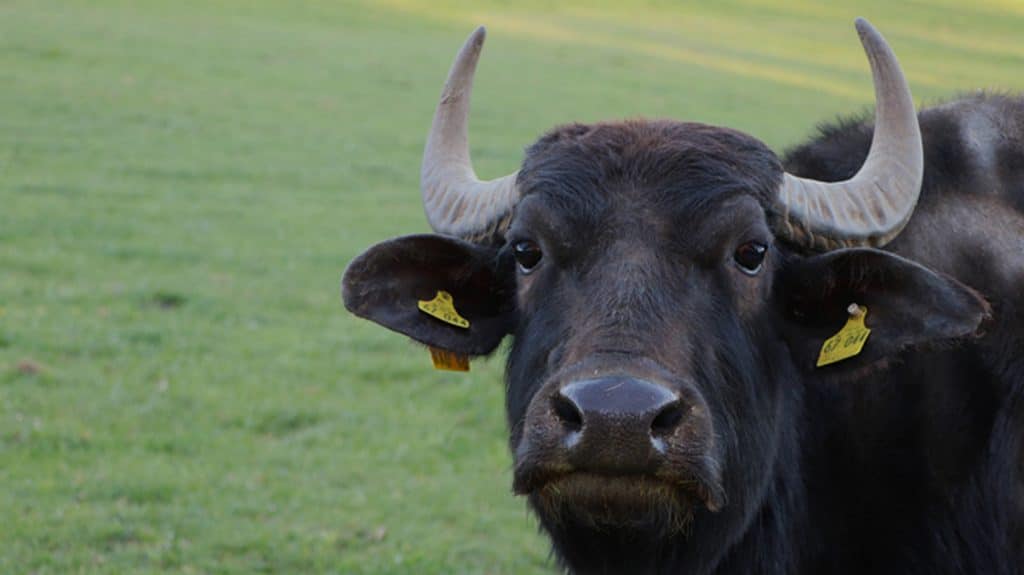 bufalo morto colera caserta allarme rientrato