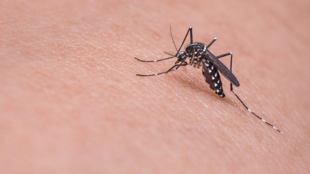 Allerta encefalite equina est