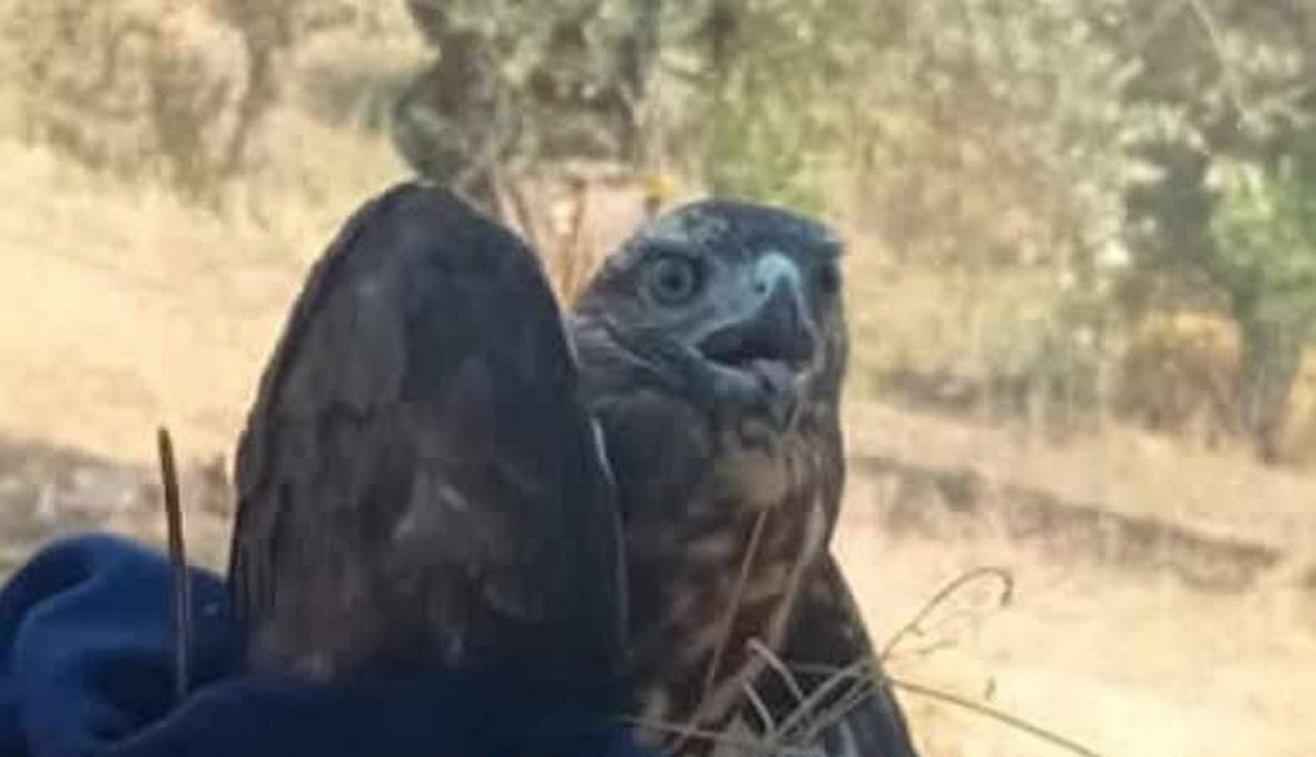 roccadaspide poiana ferita terrazzo salvata