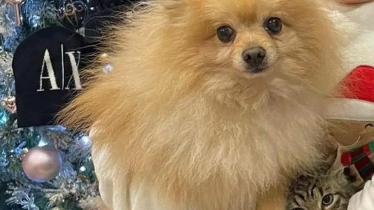 rubano cane ragazzina disabile