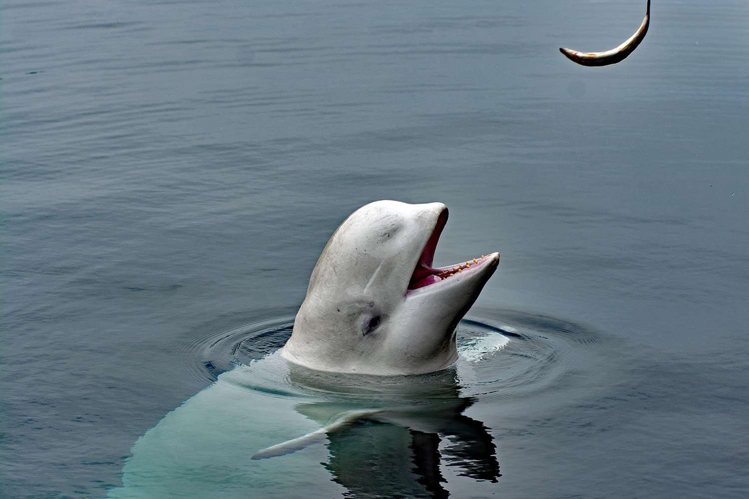 Trovata morta balena beluga