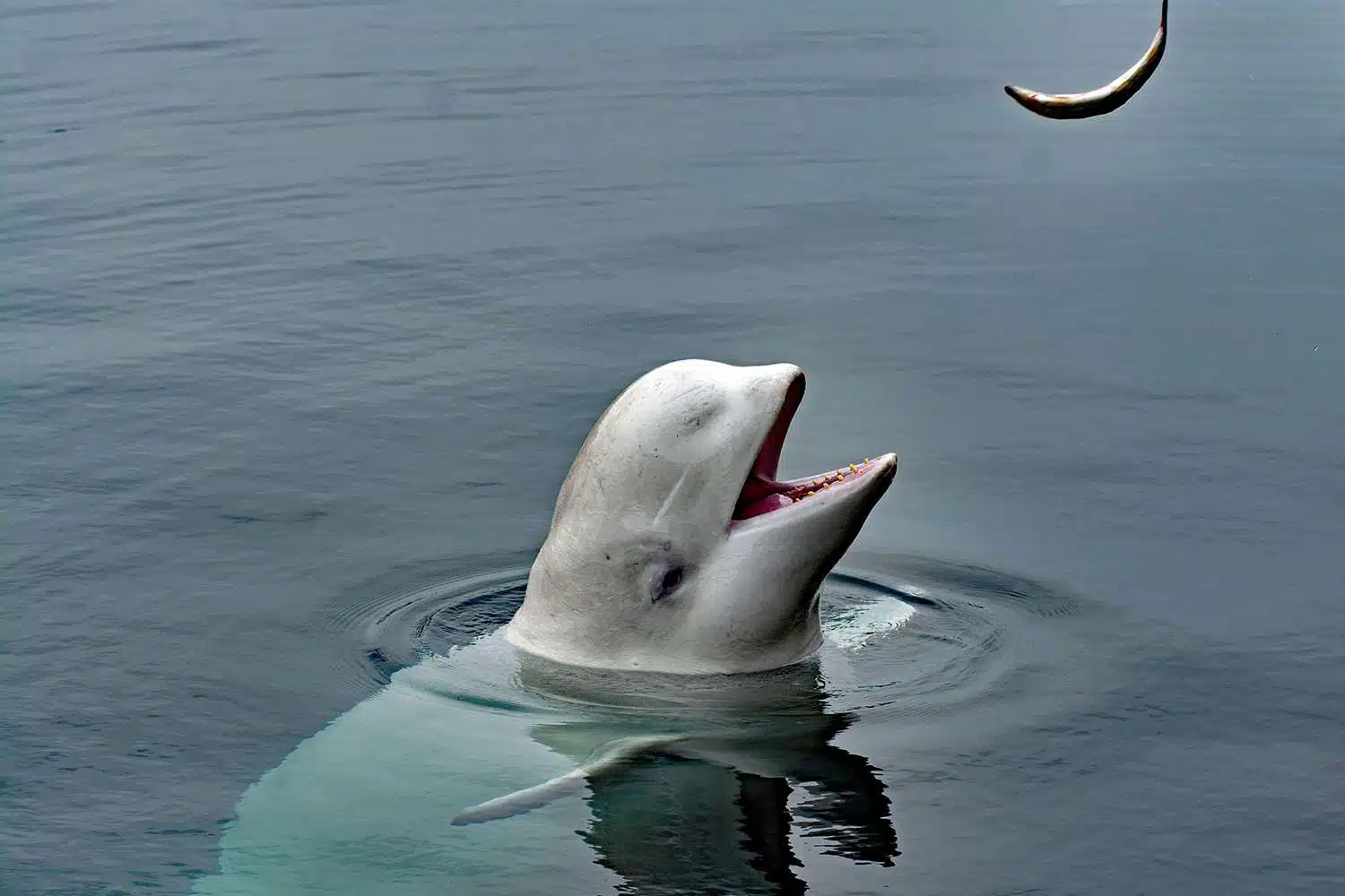 Trovata morta balena beluga