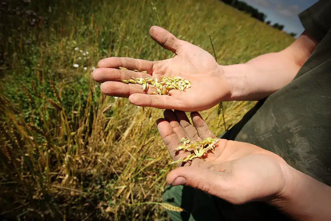 A Siracusa nasce il servizio civile agricolo per i giovani