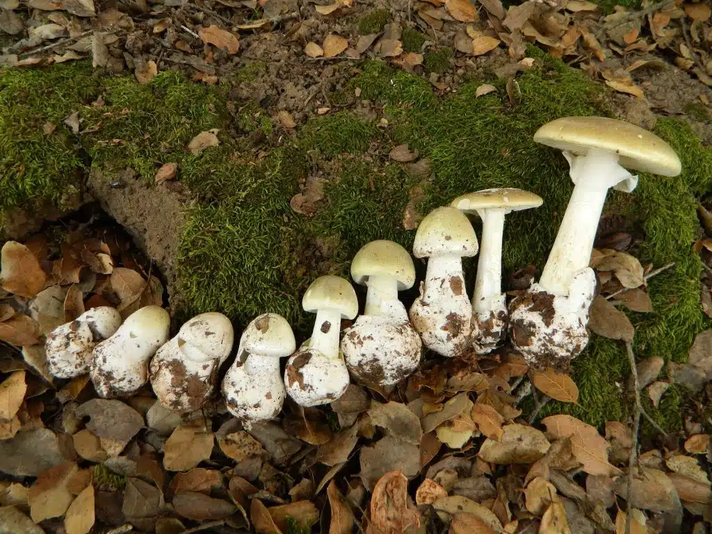 genova donna morta dopo mangiato funghi