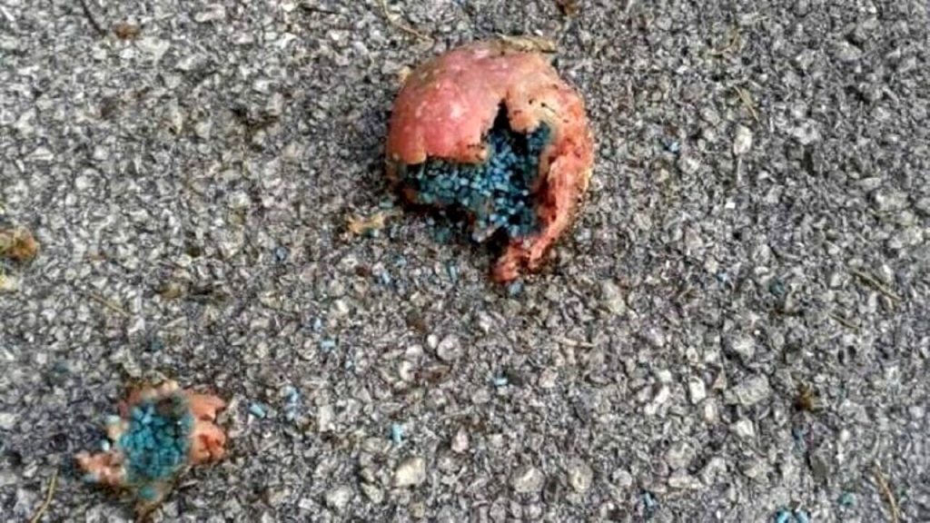 Oliveto Citra cane ucciso polpette avvelenate
