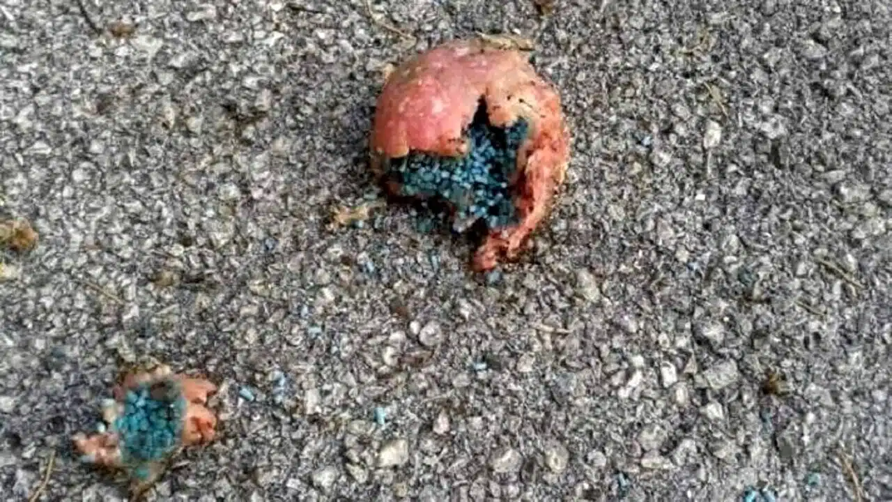 Oliveto Citra cane ucciso polpette avvelenate