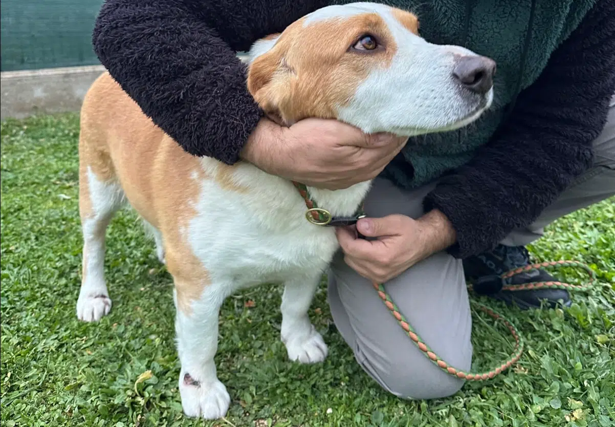 cane legato trascinato auto bari
