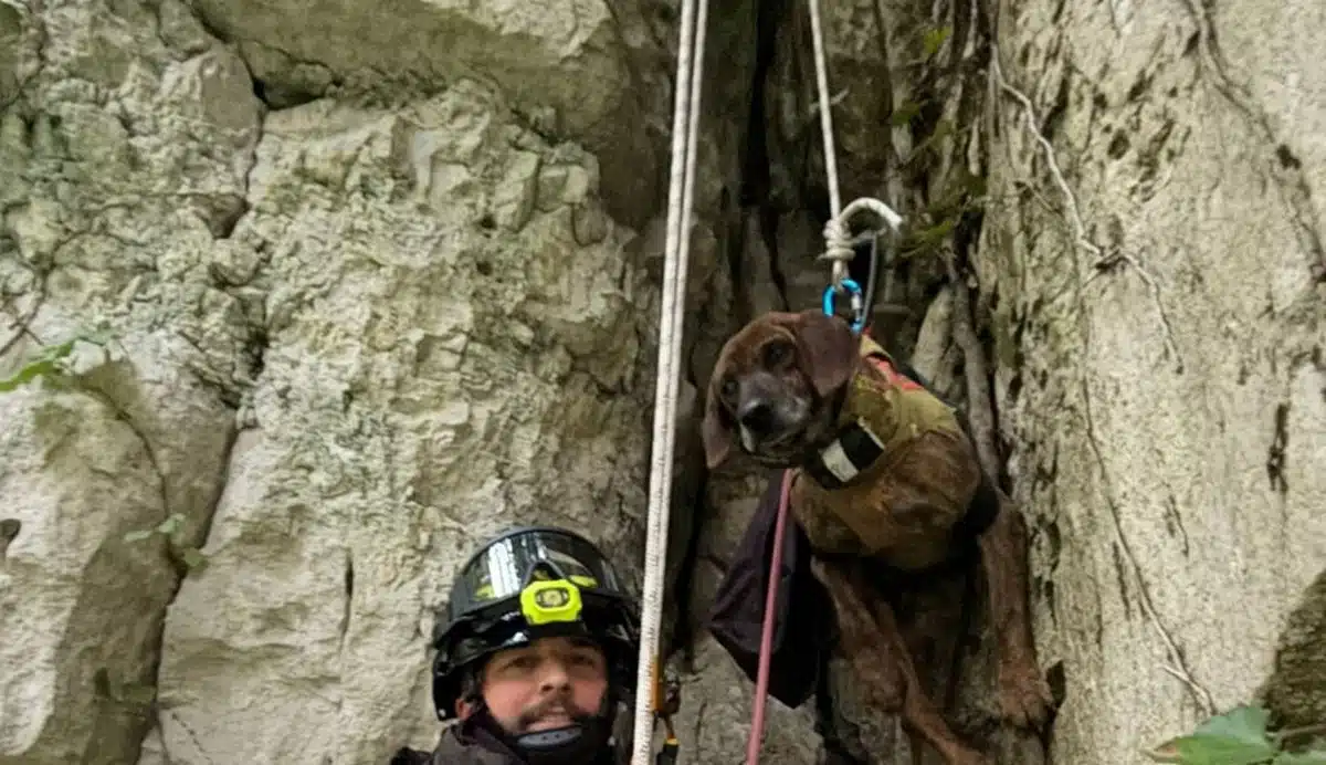 roscigno-cane-da-caccia-cade-nel-fiume-sammaro-salvato-dai-vigili-del-fuoco