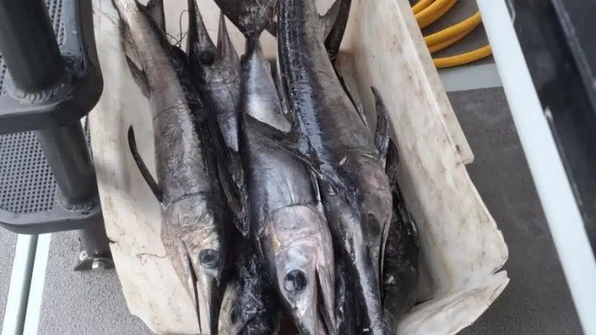 multa pescatore frodo napoli