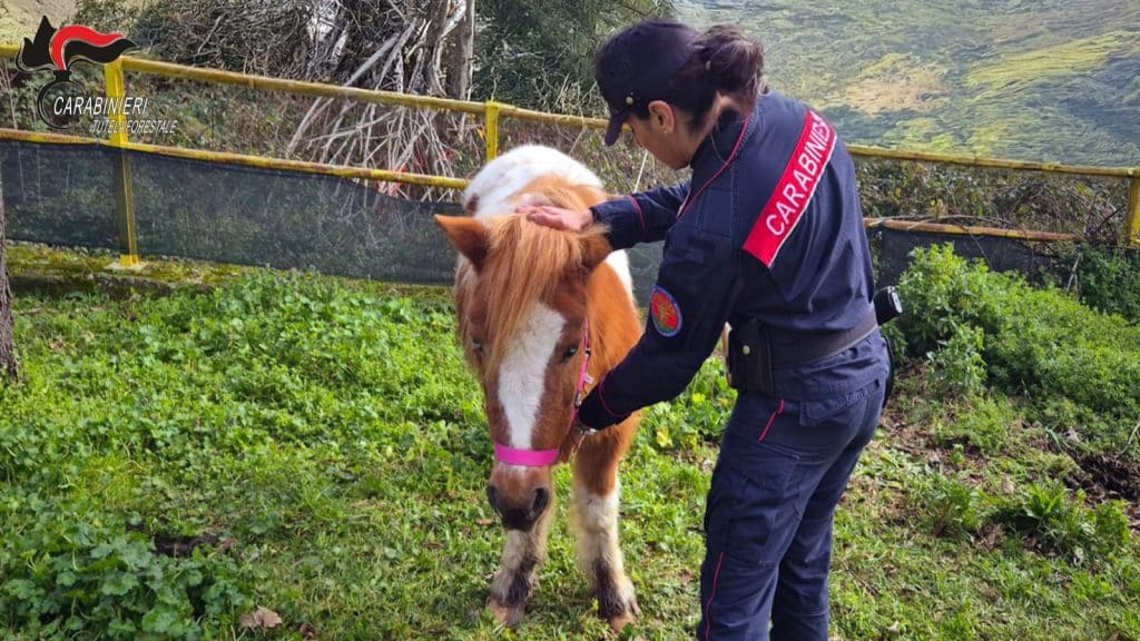 avellino pony abbandonati parco 9 febbraio