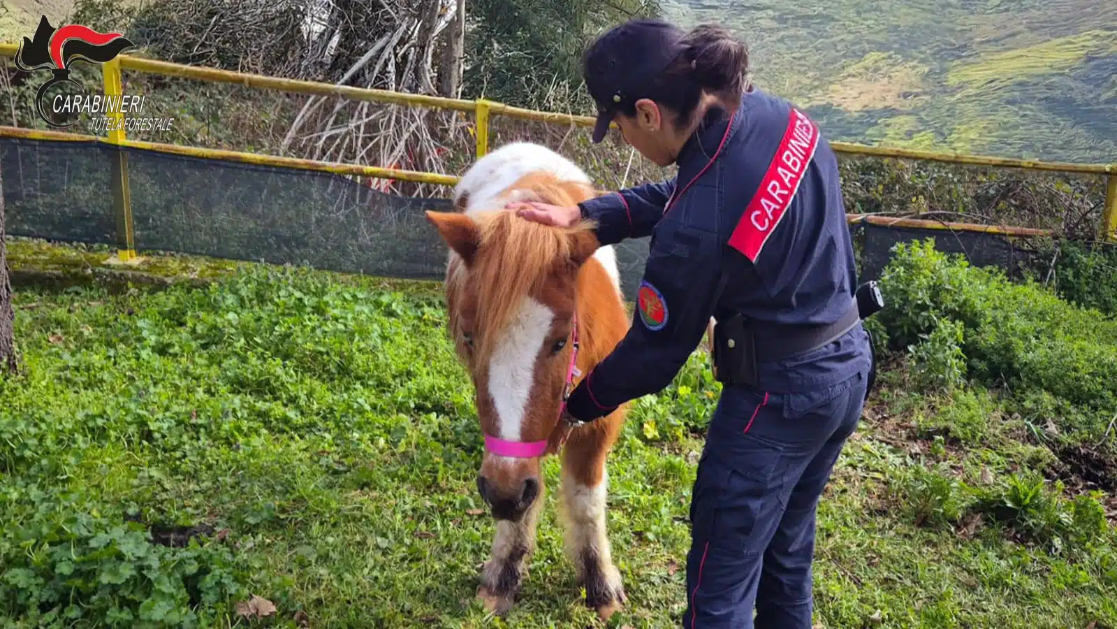 avellino pony abbandonati parco 9 febbraio