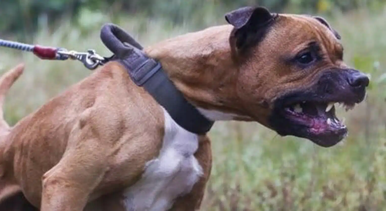 Acerra bimba uccisa pitbull