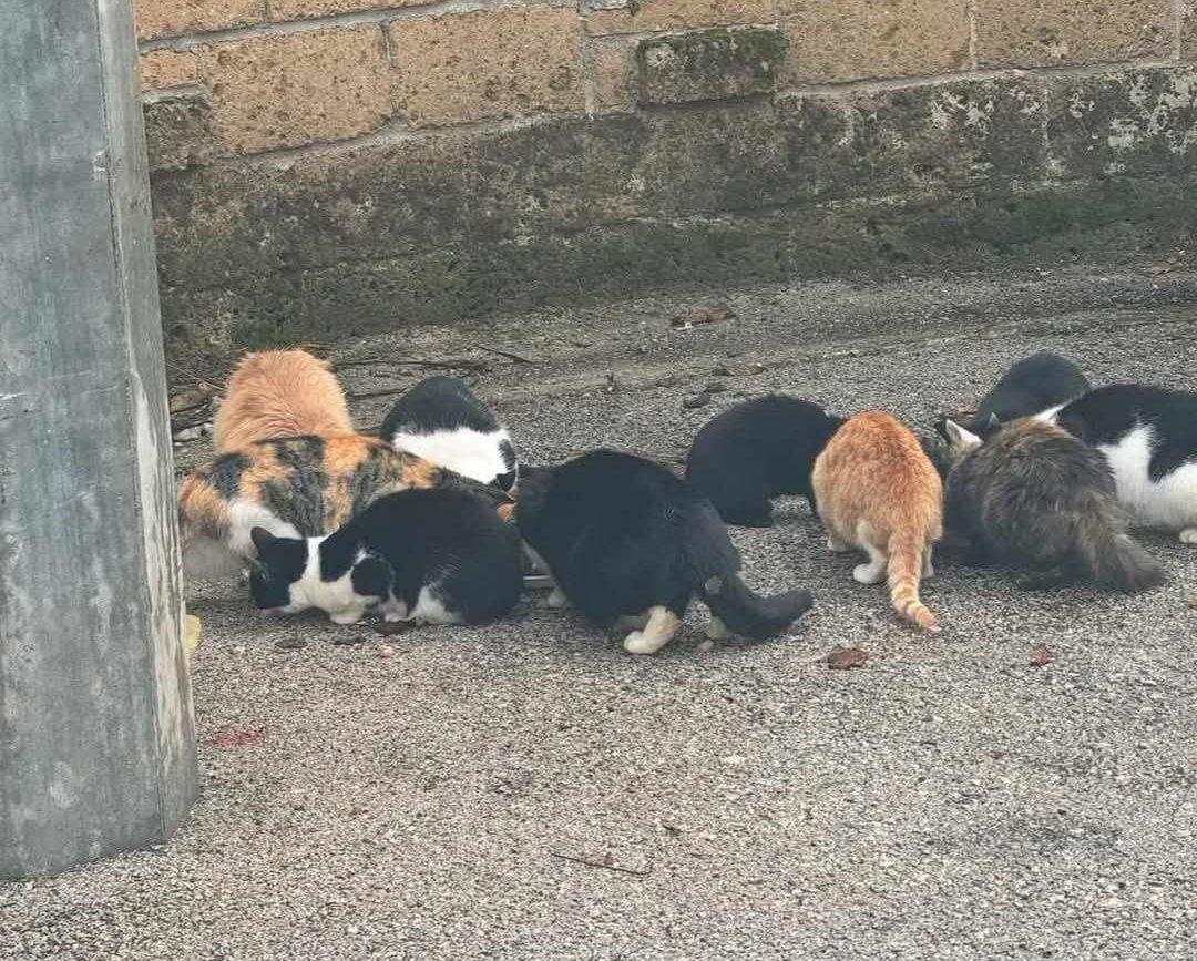 polla colonia giatti avvelenamento