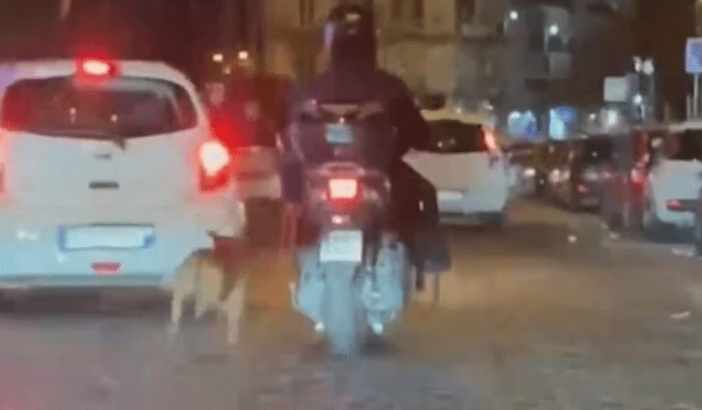 napoli cane scooter