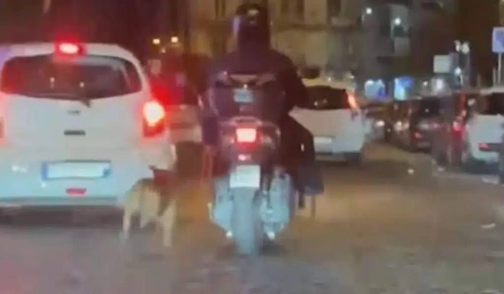 napoli cane scooter