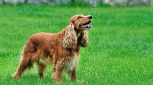 torino cane abbandonato cassonetto