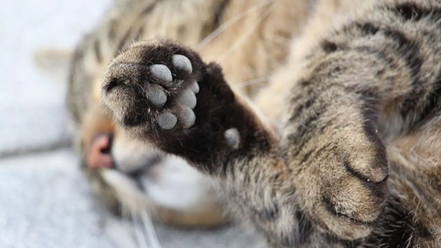 Rovato sparano gattina