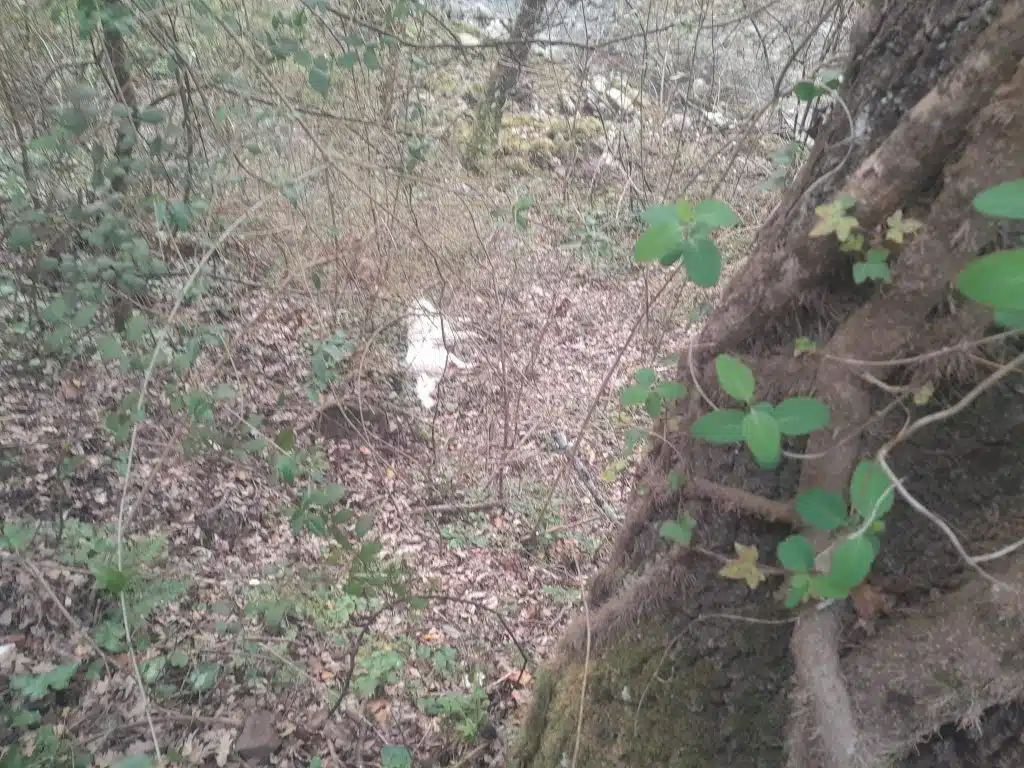 valle angelo cane ucciso spari denuncia
