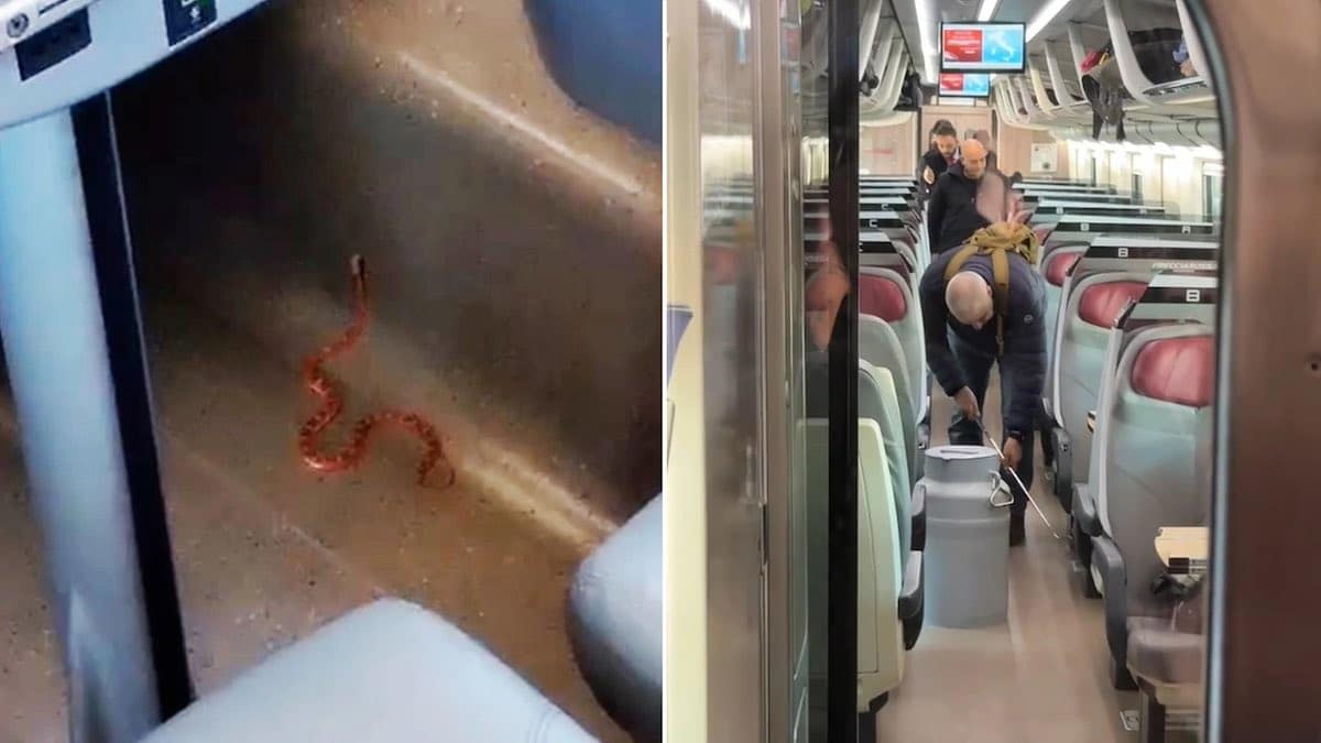 Alta Velocità in tilt: un serpente a bordo scatena il caos sul Frecciarossa Lecce-Milano